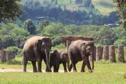 th_elephantnature_p5.jpg