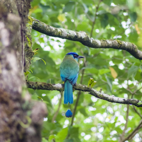 Vogels spotten in Monteverde