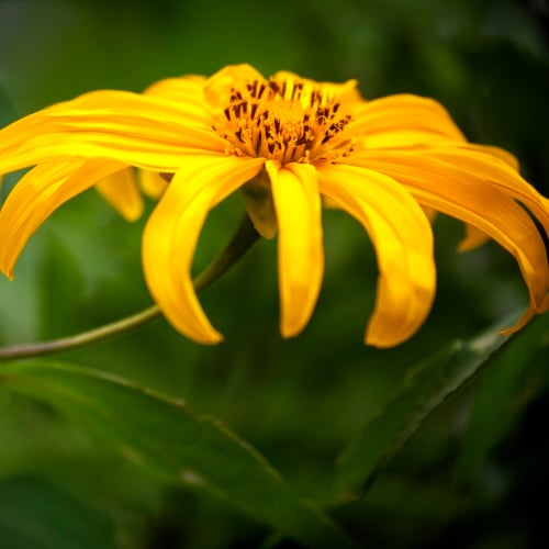 Bloem in Monteverde