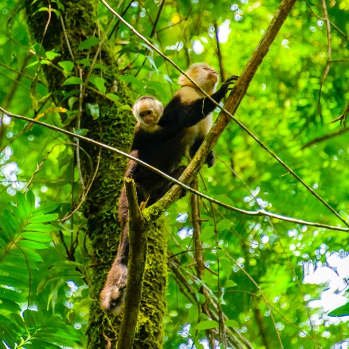 Aapjes, Tortuguero Nationaal Park 