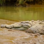 cr_al_tarcolesrivercrocs3.jpg