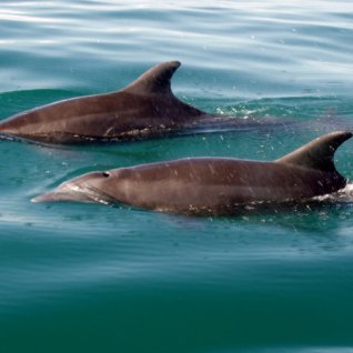 cr_al_dominicalwhalesdolfins2.jpg