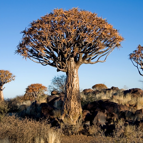 Quiver Tree Forest