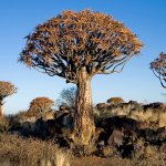 na_al_quivertreeforest.jpg