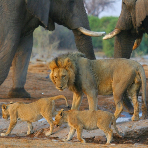 Etosha National Park Leeuwtjes