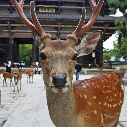 De beroemde herten van Nara