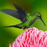 Hummingbird Costa Rica