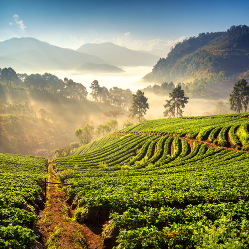 Rijstterrassen in Chiang Mai