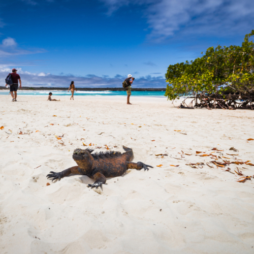 Galápagos, Tortuga Bay