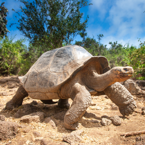 Reuzenschildpad in de hooglanden