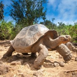 Reuzenschildpad in de hooglanden