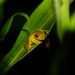 cr_al_esquinas_fauna4.jpg