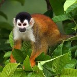 cr_al_esquinas_fauna2.jpg