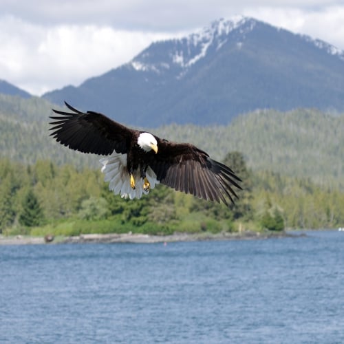 Adelaar over het water bij Prince Rupert