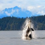 campbell river.jpg