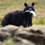 ca_al_blackbearvis.jpg