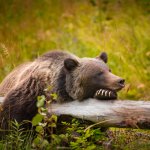 ca_al_grizzly1.jpg