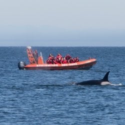 Walvis spotten Cruise