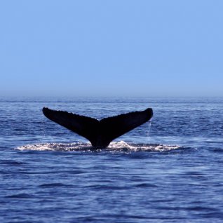 Walvis spotten excursie