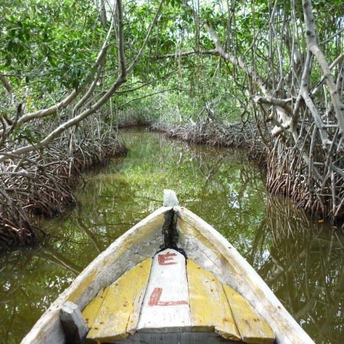 co_mangrove_cano3_alg.jpg