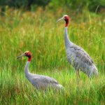 Bharatpur Bird Sanctuary