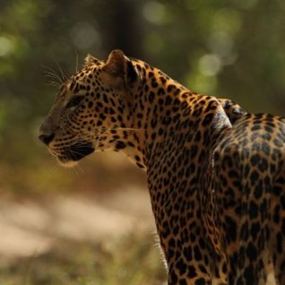 Luipaard Willpattu Nationaal Park