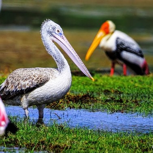 Bundala Nationaal Park Watervogels