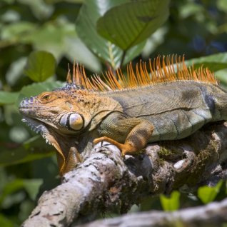 cr_al_canonegro_iguanaalg.jpg