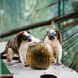 cr_al_manuelantonio_kidssavingtherainforest.jpg