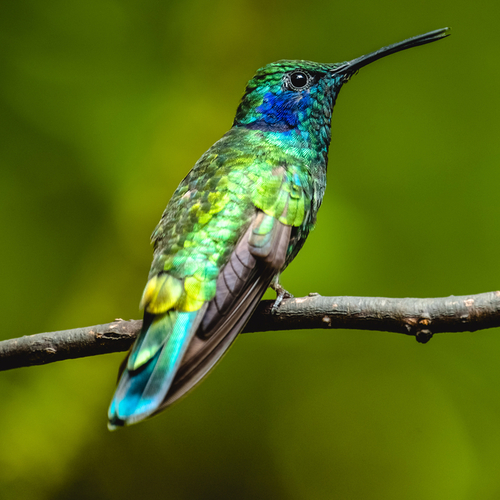 Kolibri, Monteverde
