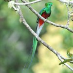 cr_al_sangerardo_quetzal2alg.jpg