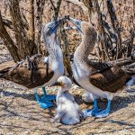 ec_al_puertolopez_booby_alg.jpg