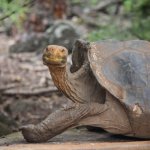 ec_al_santacruz_schildpad_alg.jpg