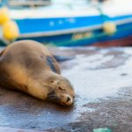 ec_al_santacruz_zeehond_alg.jpg