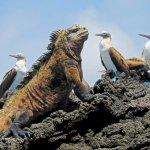 ec_al_isabela_iguana1_alg.jpg