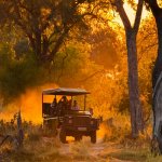 safari moremi 500500.jpg
