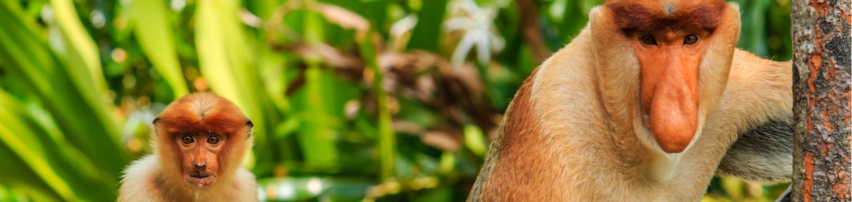 Neusapen op Borneo