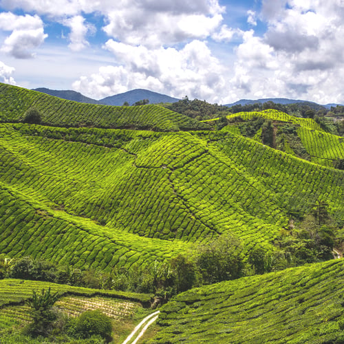 Cameron Highlands