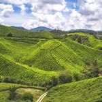 Cameron Highlands BOH estate