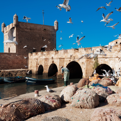 Essaouira haven, meeuwen