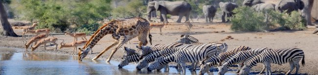 Afbeeldingsresultaat voor drinkende knuffelende dieren