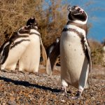 ar_al_puertomadryn_puntatombo.jpg