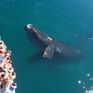 ar_al_puertomadryn_whalewatching2.jpg