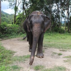 maewang elephant conservation.jpg