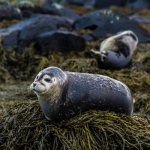 Vatnsnes zeehonden