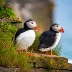 Papegaaiduikers in Dyrhólaey