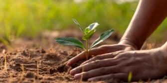 Regreener project, bomen planten Brazilië