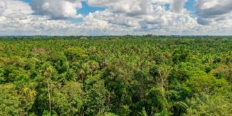 Regreener - Matavén Colombia.jpg