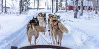 Tips voor activiteiten met dieren