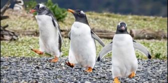Pinguïns in Patagonië, rondreis Chili